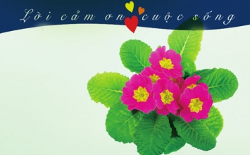 Lời cảm ơn cuộc sống